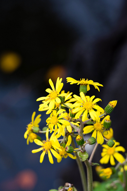 Plante panthère