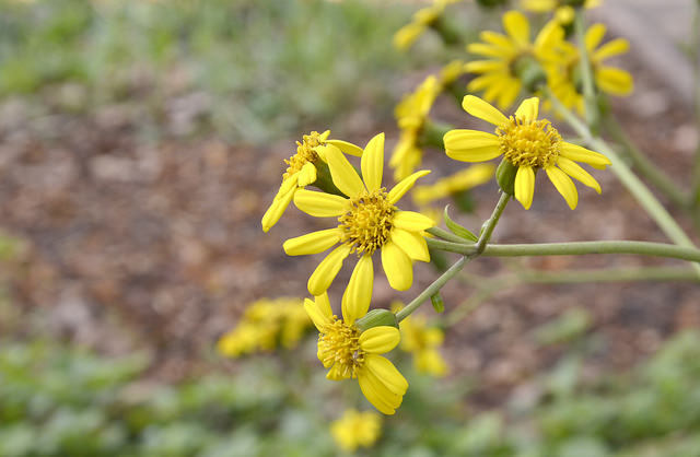 Plante panthère