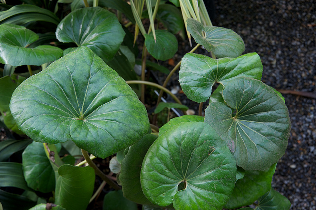 Plante panthère (Farfugium japonicum)