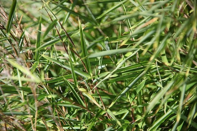 Fargesia dracocephala