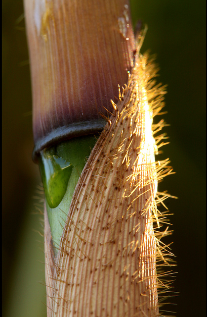 Fargesia robusta