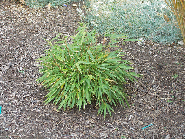 Fargesia rufa (Fargesia rufa)
