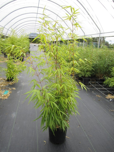 Fargesia rufa