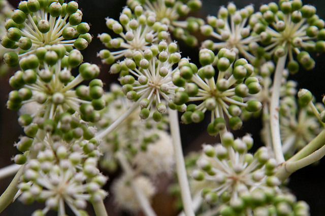 Fatsia japonica