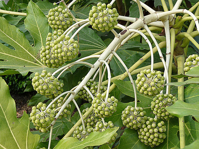 Fatsia japonica