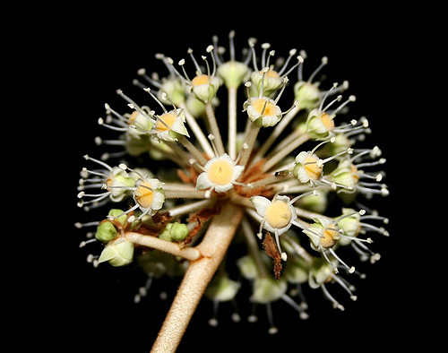 Fatsia japonica
