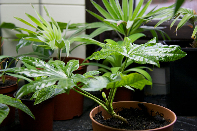 Fatsia japonica