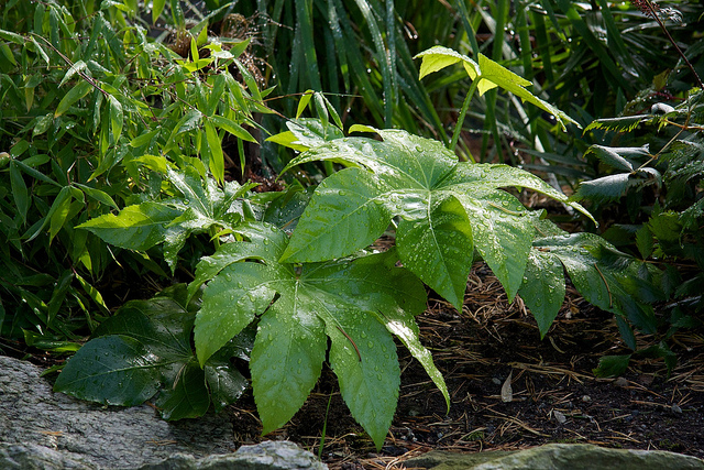 Fatsia japonica
