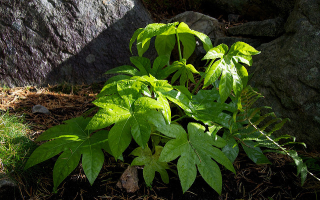 Fatsia japonica (Fatsia japonica)