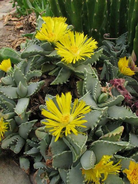 Faucaria felina