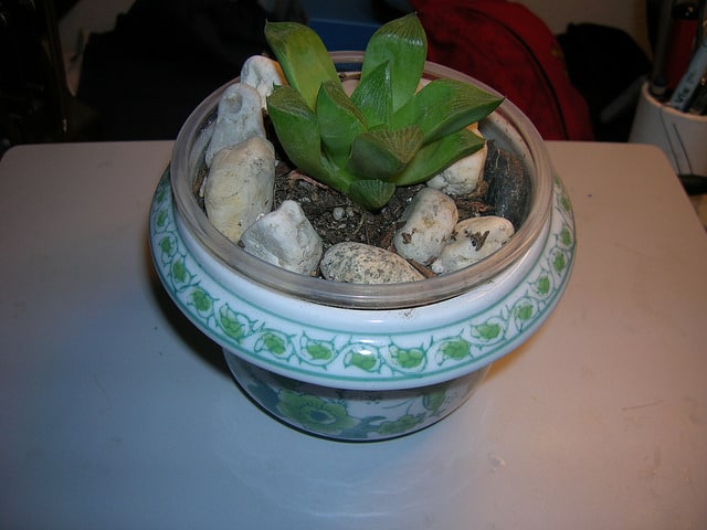 Faucaria felina