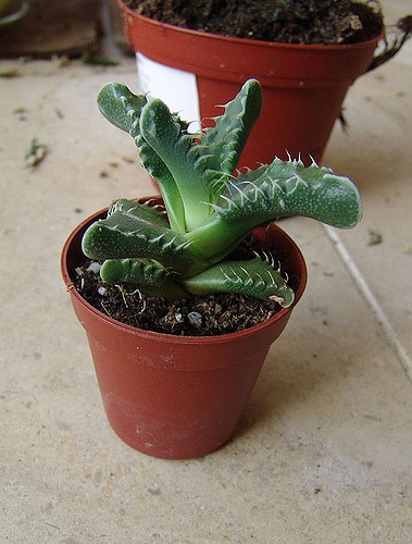 Faucaria felina