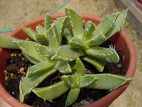 Faucaria felina