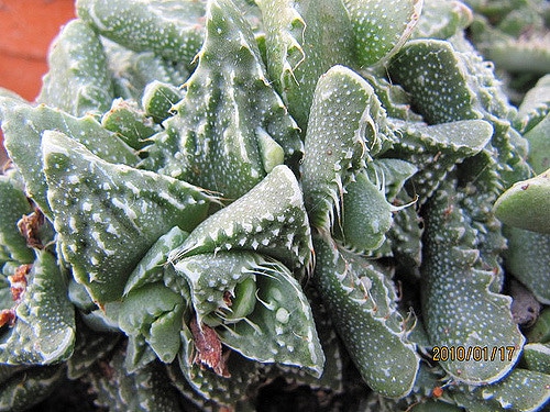 Faucaria felina