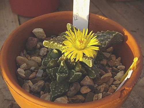 Faucaria felina