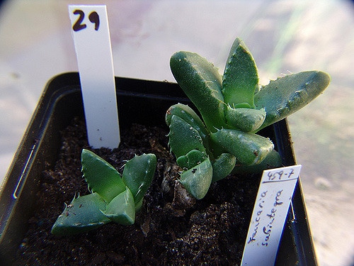Faucaria subintegra (Faucaria subintegra)