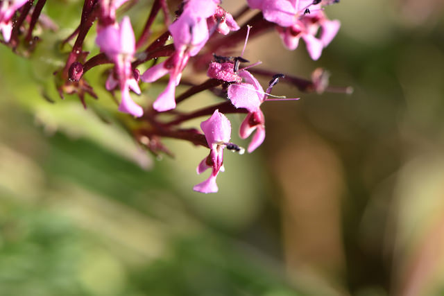 Fedia cornucopiae