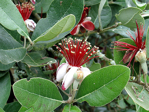Feijoa