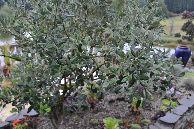 Feijoa