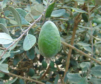Feijoa