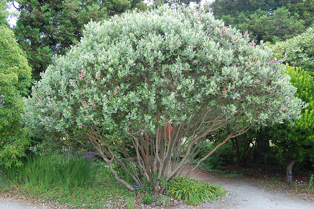 Feijoa