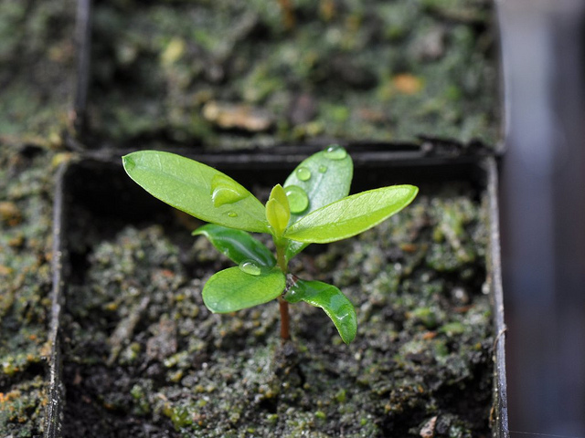 Feijoa