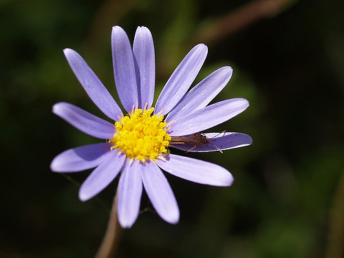 Pâquerette bleue (Felicia amelloides)