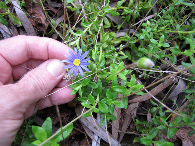 Pâquerette bleue