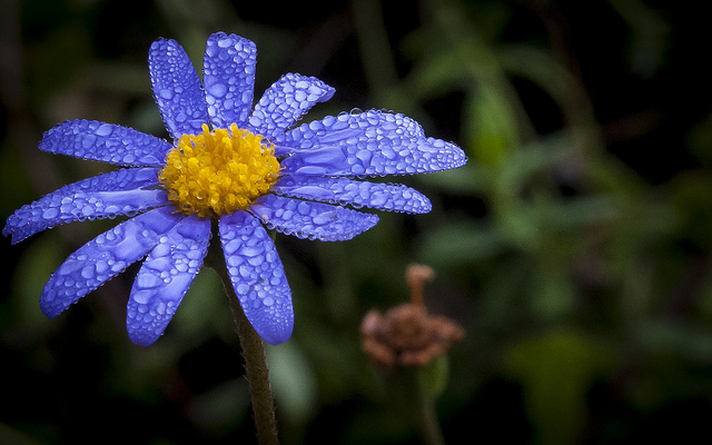 Pâquerette bleue