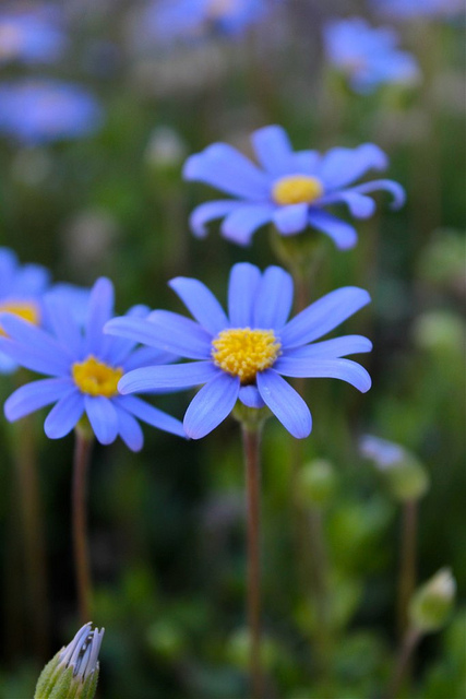 Pâquerette bleue