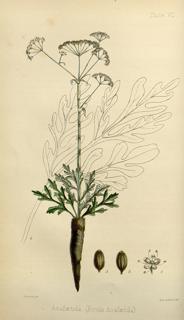 Ase fétide (Ferula assa-foetida)