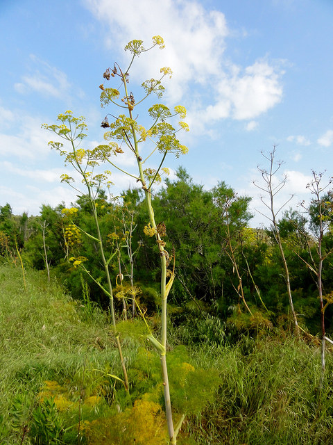 Férule commune (Ferula communis)