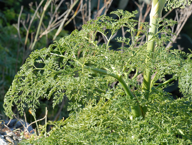 Férule de tanger (Ferula tingitana)