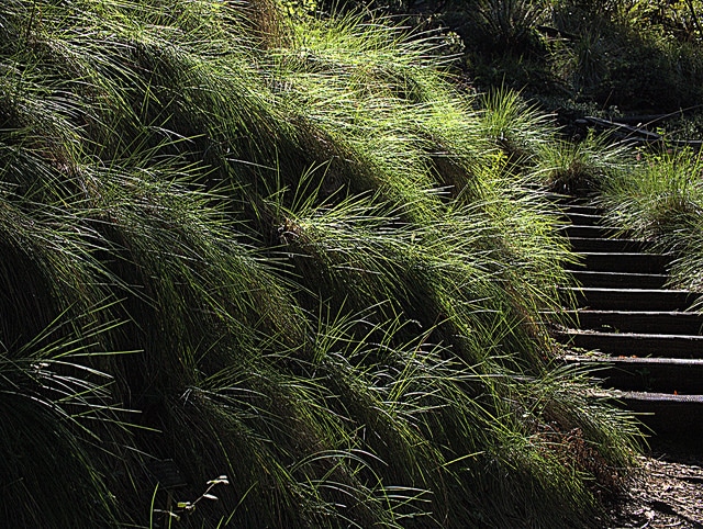 Festuca californica