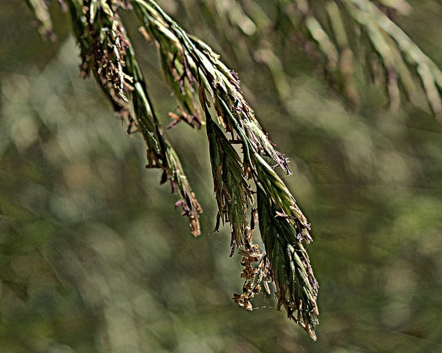 Festuca californica