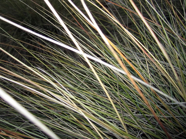 Festuca californica