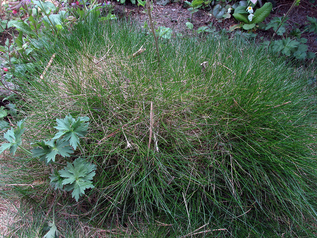 Fétuque de gautier (Festuca gautieri)