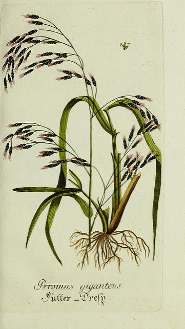 Fétuque géante (Festuca gigantea)