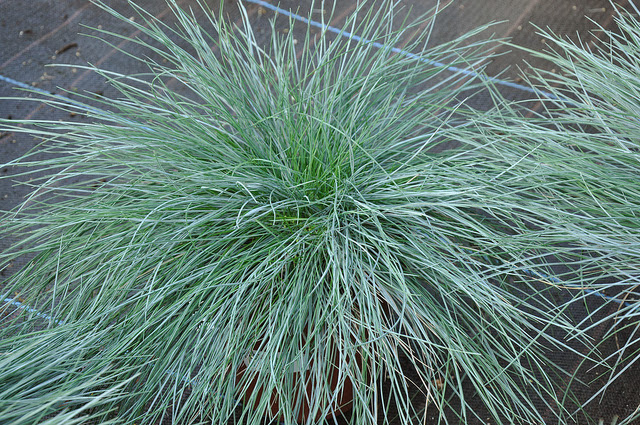 Fétuque glauque