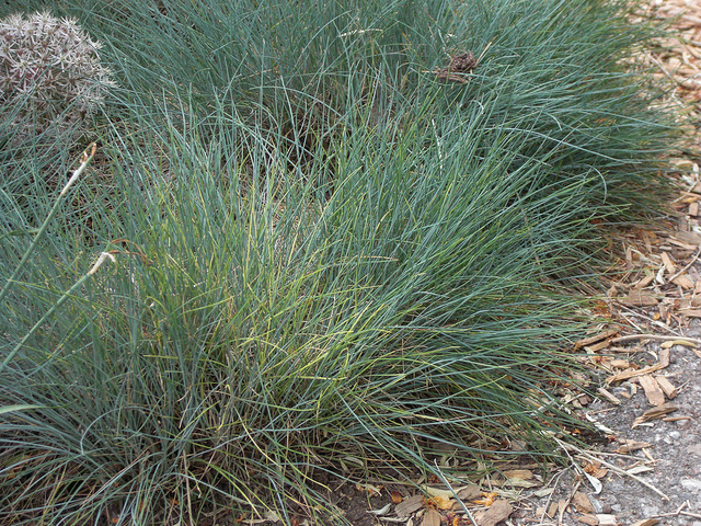 Fétuque glauque (Festuca glauca)