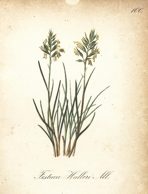 Fétuque de haller (Festuca halleri)