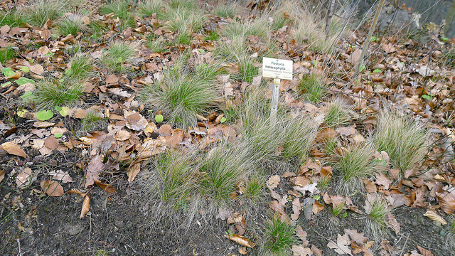 Fétuque à feuilles de deux sortes (Festuca heterophylla)