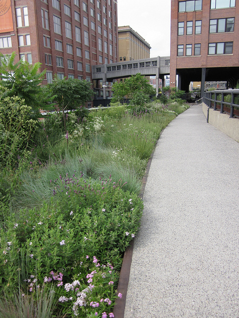 Fétuque mairei (Festuca mairei)