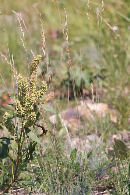 Fétuque des moutons (Festuca ovina)