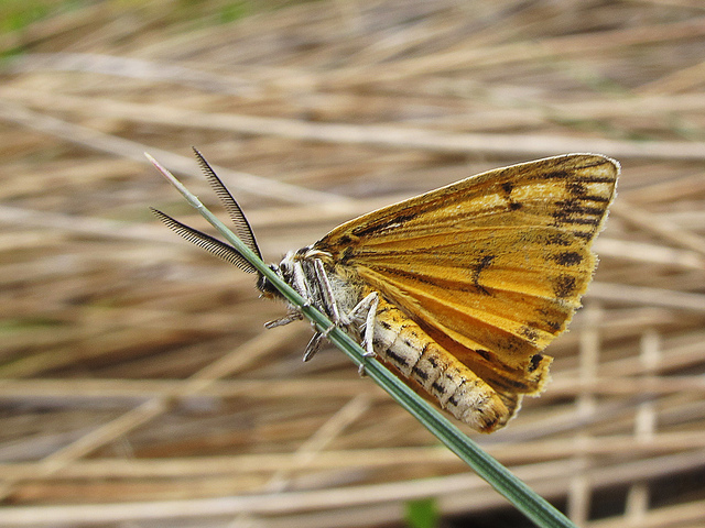 Fétuque des prés (Festuca pratensis)