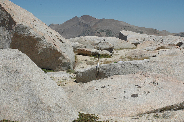 Fétuque jolie (Festuca pulchella)