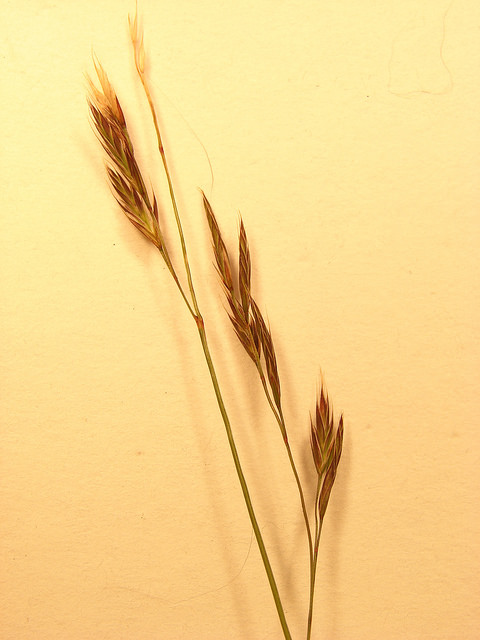 Fétuque rouge (Festuca rubra)