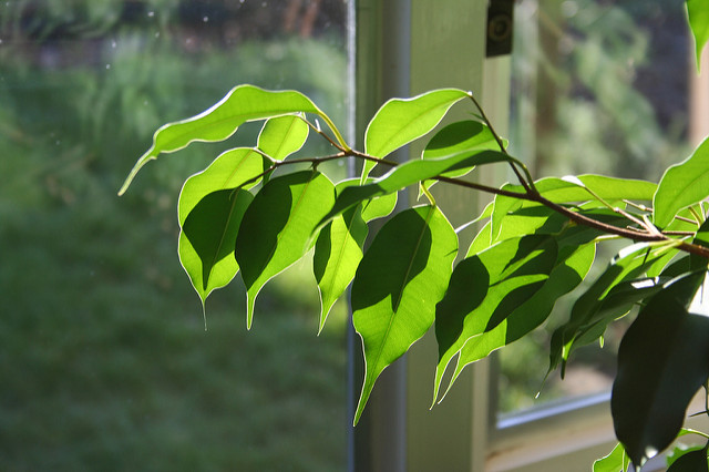 Figuier pleureur (Ficus benjamina)