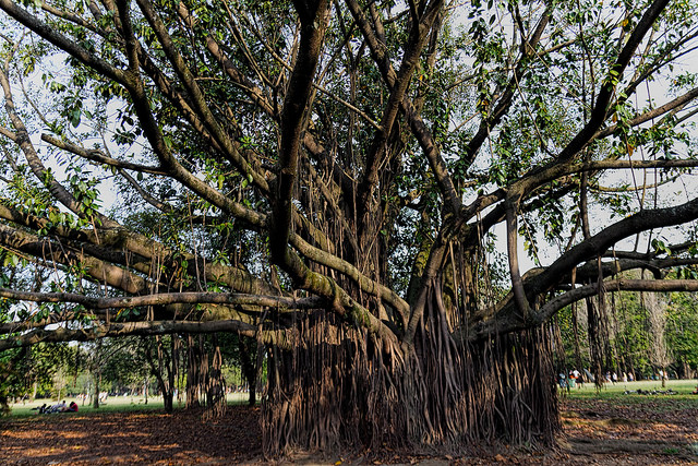 Caoutchouc (Ficus elastica)