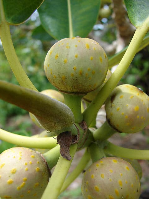 Ficus macrophylla